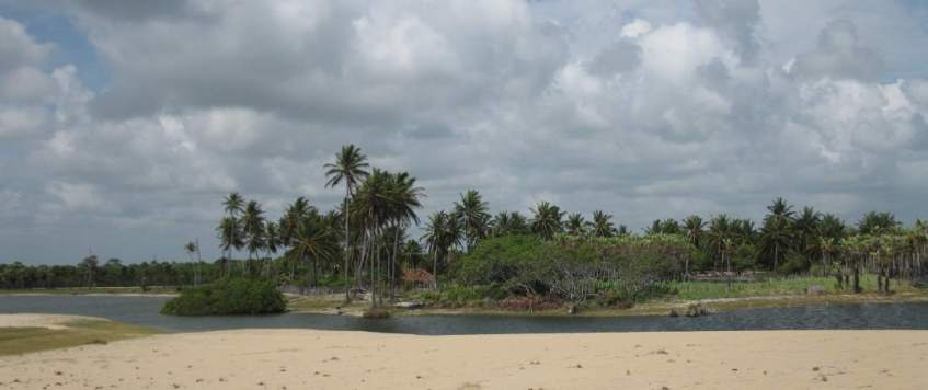 Palm trees and Mangroves at Prainha do Canto Verde.