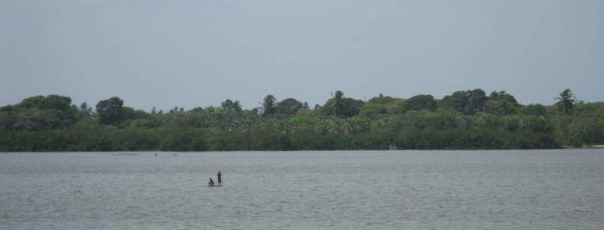 Palm trees and Mangroves at Prainha do Canto Verde.