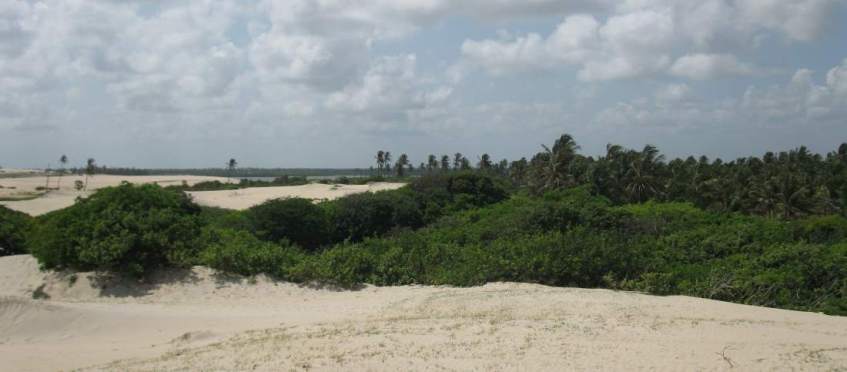 Palm trees and Mangroves at Prainha do Canto Verde.
